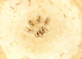 Rózsás porcelán medál/melltű, rész szerelékkel, matricás, d: 4,5 cm, kopott