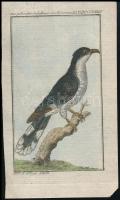 cca 1780-1790 Szarkakakukk (Der Jakobinerkuckuck/ Jacobin cuckoo), színezett rézmetszet, papír, in: Buffon, Georges Louis Le Clerc de: Naturgeschichte der Vögel. XXI. DCCCXXXIV t., német nyelvű felirattal,13x8 cm.