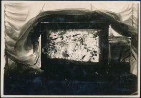 1928 július 8. Kinszki Imre (1901-1945) budapesti fotóművész hagyatékából jelzés nélküli vintage fotó, a szerző által datálva (Akvárium az ablakban), 6,2x8,7 cm