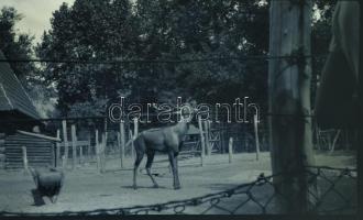 cca 1920 és 1940 között készült privát felvételek, több forrásból, eredeti negatívátadó tasakokban, ...