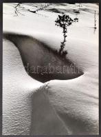 cca 1977 Gebhardt György (1910-1993) budapesti fotóművész hagyatékából, feliratozott vintage fénykép, kasírozva (Téli csendélet), 39,5x29 cm