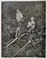 Vajda Ernő: A magyar növényvilág képeskönyve. Bp.,1956, Művelt Nép. Fekete-fehér képekkel illusztrál...