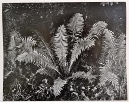 Vajda Ernő: A magyar növényvilág képeskönyve. Bp.,1956, Művelt Nép. Fekete-fehér képekkel illusztrál...