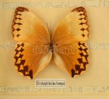 5 db preparált pillangó üveg keretben, feliratozva, 24×43 cm