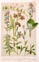 Wagner János: Magyarország virágos növényei. A (Carl) Hoffmann K(ároly) növényatlaszának [Pflanzen-A...
