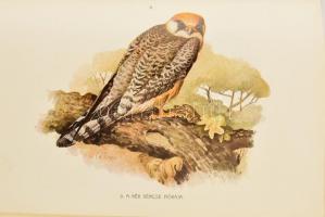 Herman Ottó: A madarak hasznáról és káráról.
Báró Orczy Béla (1822-1917) miniszter, bölcseleti és j...