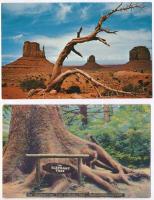 12 db MODERN amerikai képeslap / 12 modern America (USA) postcards, nature