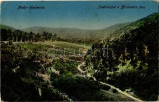 1917 Modor-Harmónia, Modor, Modra; Erdő a Blaskovics úton / forest, street view (EK)