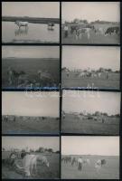 cca 1930 Vidéki életképek: állatok, gazdálkodás, stb., 14 db fotó, kettő hátulján feliratozva, 7×9 cm