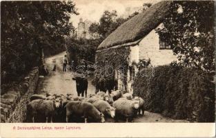 1905 Lynton, A Devonshire Lane, sheep