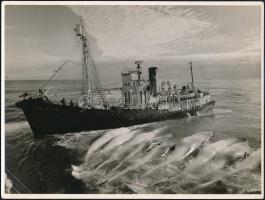 Bálnavadászok antarktiszi vizeken, 5 db sajtófotó, hátuljukon feliratozva, 18×24 cm