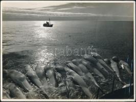 Bálnavadászok antarktiszi vizeken, 5 db sajtófotó, hátuljukon feliratozva, 18×24 cm