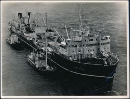 Bálnavadászok antarktiszi vizeken, 5 db sajtófotó, hátuljukon feliratozva, 18×24 cm