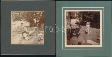 cca 1900 Régi idők kertjei, 11 db különféle kerti fotó, különböző méretben