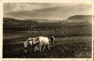 Kadicsfalva, Cadiseni (Székelyudvarhely, Odorheiu Secuiesc); ökrös szántás / plowing with oxen. photo
