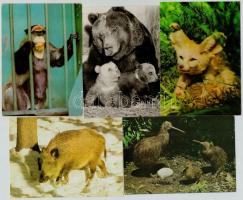Több mint 140 modern Állat motívum képeslap / Animals, more than 140 modern postcards