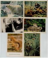 Több mint 140 modern Állat motívum képeslap / Animals, more than 140 modern postcards