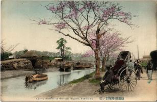 Yokohama, Cherry blossom at Horiwari Negishi, rickshaw