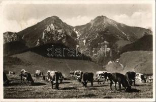 1941 Tátra, Vysoké Tatry; Határ-hegy, legelő tehenek / Zdiarska vidla / mountain, grazing cows