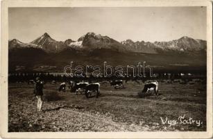 Tátra, Vysoké Tatry; legelő tehenek / mountain, grazing cows. photo