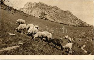 Tátra, Vysoké Tatry; legelő juhok / Velikonocní pozdrav! / grazing sheep