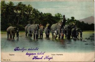 Ceylon, Elephants