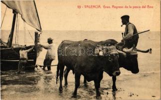 Valencia, Grao. Regreso de la pesca del Bou / fishermen returning from the fishing, oxen, folklore