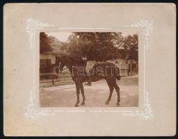 cca 1910 Katonai portrék, életképek, 5 db keményhátú fotó, több műteremből, különböző méretben