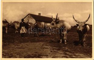 Magyar ökrök / Hungarian folklore, oxen