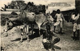 Chandannagar, Chandernagor; Zébus et paysans hindous / Zebus and hindoos peasants