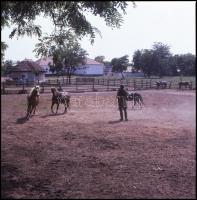 cca 1988 Balatoni felvételek + Tihany, Keszthely, Balatonföldvár, Szántódpuszta, 21 db professzionál...