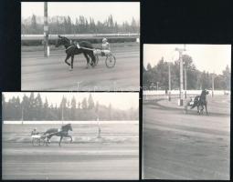 cca 1975 Tóbiás, Tájfun és Zsugori versenylovak, 3 db fotó, hátuljukon feliratozva, 9×14 ill. 9×12 cm