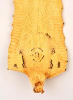 Kígyóbőr, feltekerve