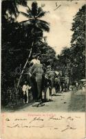 1902 Elephants in Ceylon, Sri Lankan folklore (wet damage)