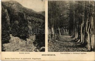 1907 Nagybánya, Baia Mare; Izvora (Forrásliget), Gyertyán fasor a Széchenyi ligetben. Kovács Gyula kiadása / valley, hornbeam trees (EB)