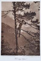 Az Érdekes Újság I. világháborús harctéri képeiből: Az árvák, Hol vagy talján, VIsszatért a gazdassz...