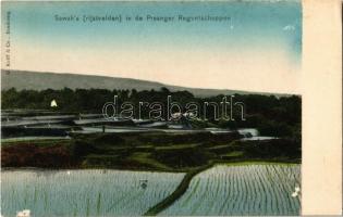 Parahyangan, Sawahs (rijstvelden) in de Preanger Regentschappen / rice fields (surface damage)