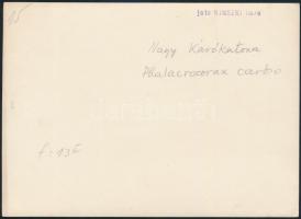 cca 1933 Kinszki Imre (1901-1945) budapesti fotóművész hagyatékából 1 db vintage fotó, a szerző álta...