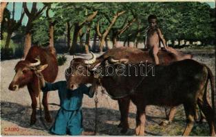 Cairo, natives with cattle, child, Egyptian folklore