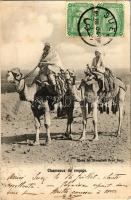 1904 Chameaux de voyage / travellers on camelback, Egyptian folklore. TCV card (fa)