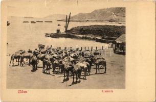 Aden, Camels (tear)