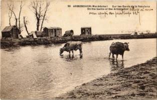 1918 Armenochori, Armenohor; Sur les Bords de la Sakuleva / river, cattle