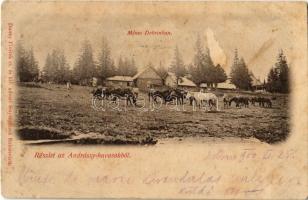 1900 Debren, Dobrin; Ménes Dobrinban. Részlet az Andrássy-havasokból. Dunky Fivérek cs. és kir. udvari fényképészek / stud farm in Dobrin, Muntii Gilaului (Rb)