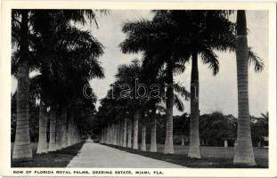 Miami, FL, Row of Florida Royal Palms, Deering Estate
