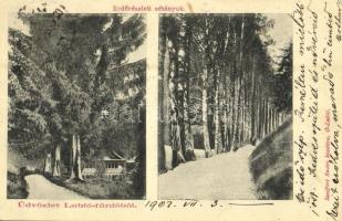 1902 Lubló-fürdő, Kúpele Lubovna; Erdőrészleti sétányok. Szeiffert Endre kiadása / forest promenades