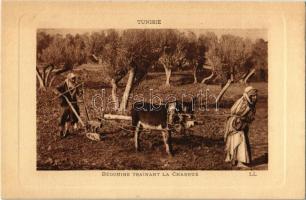 Bédouine trainant la charrue / Plowing Bedouins, donkey, Tunisian folklore