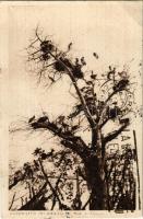 1938 Bassopiano Occidentale, Nidi di Cicogne / Western Lowlands, stork nests (EK)