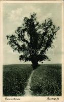 1933 Balatonederics, Rákóczi fa (EK)