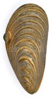 Kinyitható fém kagyló, 16×8×8 cm