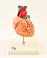 Ápisz szív modell, m: 18 cm
